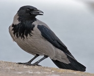 ᐈ Ворона сіра, або ґава (Corvus cornix) | Discover.in.ua
